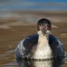 Svasso piccolo -  Black necked grebe (Podiceps nigricollis)