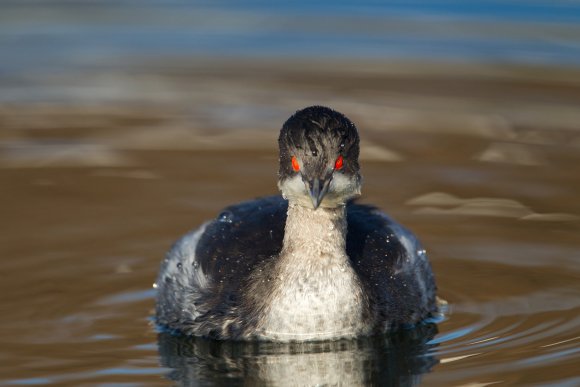 Svasso piccolo -  Black necked grebe (Podiceps nigricollis)