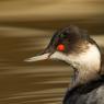 Svasso piccolo -  Black necked grebe (Podiceps nigricollis)