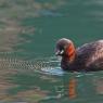 Tuffetto - Little grebe (Tachybaptus ruficollis)