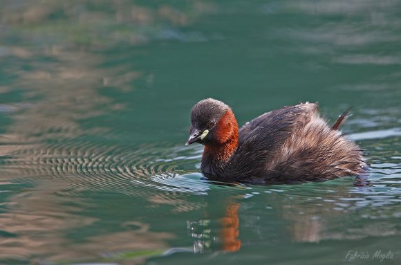 Tuffetto - Little grebe (Tachybaptus ruficollis)