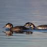 Svasso maggiore - Great crested grebe (Podiceps cristatus)