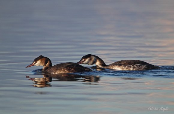 Svasso maggiore - Great crested grebe (Podiceps cristatus)