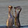 Svasso maggiore - Great crested grebe (Podiceps cristatus)