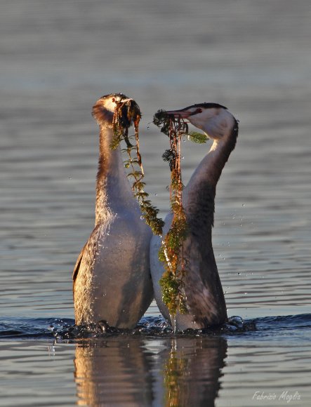 Svasso maggiore - Great crested grebe (Podiceps cristatus)