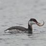 Svasso cornuto - Horned grebe (Podiceps auritus)