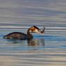 Svasso maggiore - Great crested grebe (Podiceps cristatus)