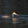 Svasso maggiore - Great crested grebe (Podiceps cristatus)