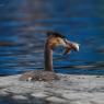 Svasso maggiore - Great crested grebe (Podiceps cristatus)