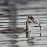 Svasso maggiore - Great crested grebe (Podiceps cristatus)