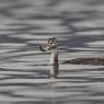 Svasso maggiore - Great crested grebe (Podiceps cristatus)