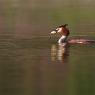 Svasso maggiore - Great crested grebe (Podiceps cristatus)