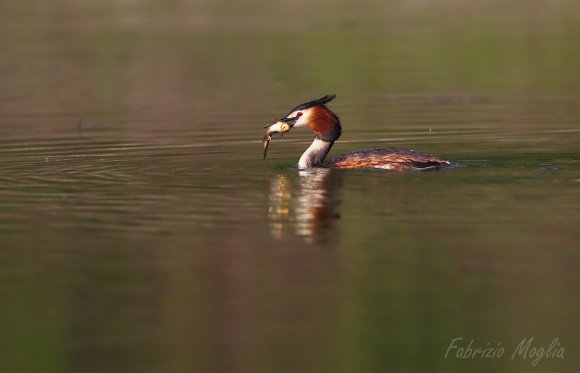 Svasso maggiore - Great crested grebe (Podiceps cristatus)