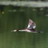 Svasso maggiore - Great crested grebe (Podiceps cristatus)