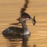 Svasso piccolo -  Black necked grebe (Podiceps nigricollis)