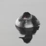 Svasso piccolo -  Black necked grebe (Podiceps nigricollis)