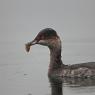 Svasso piccolo -  Black necked grebe (Podiceps nigricollis)