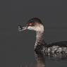 Svasso piccolo -  Black necked grebe (Podiceps nigricollis)