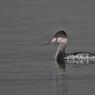 Svasso piccolo -  Black necked grebe (Podiceps nigricollis)