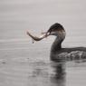 Svasso piccolo -  Black necked grebe (Podiceps nigricollis)