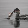 Svasso piccolo -  Black necked grebe (Podiceps nigricollis)