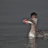 Svasso piccolo -  Black necked grebe (Podiceps nigricollis)