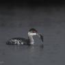 Svasso piccolo -  Black necked grebe (Podiceps nigricollis)