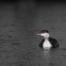 Svasso piccolo -  Black necked grebe (Podiceps nigricollis)