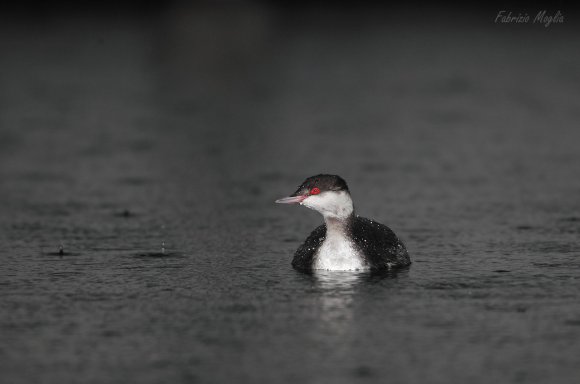 Svasso piccolo -  Black necked grebe (Podiceps nigricollis)