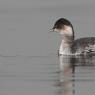 Svasso piccolo -  Black necked grebe (Podiceps nigricollis)