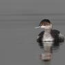 Svasso piccolo -  Black necked grebe (Podiceps nigricollis)