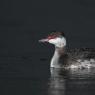 Svasso piccolo -  Black necked grebe (Podiceps nigricollis)