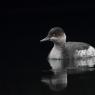 Svasso piccolo -  Black necked grebe (Podiceps nigricollis)