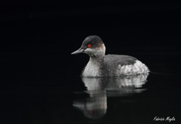 Svasso piccolo -  Black necked grebe (Podiceps nigricollis)