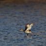 Svasso piccolo -  Black necked grebe (Podiceps nigricollis)