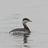 Svasso piccolo -  Black necked grebe (Podiceps nigricollis)