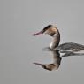 Svasso maggiore - Great crested grebe (Podiceps cristatus)