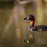 Tuffetto - Little grebe (Tachybaptus ruficollis)