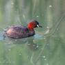 Tuffetto - Little grebe (Tachybaptus ruficollis)