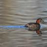 Tuffetto - Little grebe (Tachybaptus ruficollis)