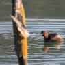 Tuffetto - Little grebe (Tachybaptus ruficollis)