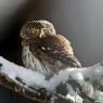 Civetta nana - Pigmy owl (Glaucidium passerinum)