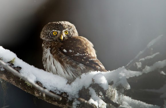 Civetta nana - Pigmy owl (Glaucidium passerinum)