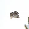 Civetta nana - Pigmy owl (Glaucidium passerinum)