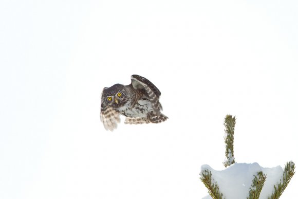 Civetta nana - Pigmy owl (Glaucidium passerinum)