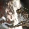 Civetta nana - Pigmy owl (Glaucidium passerinum)