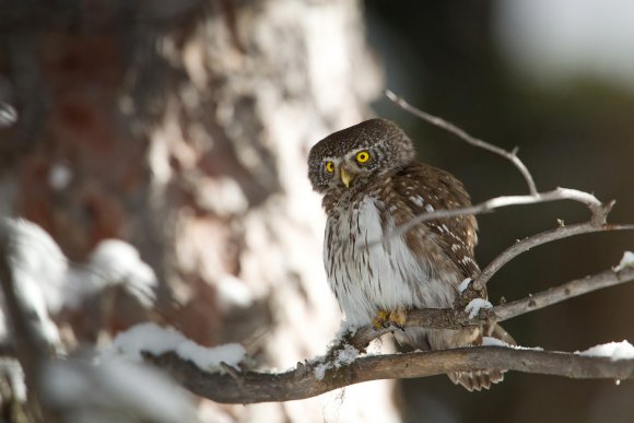 Civetta nana - Pigmy owl (Glaucidium passerinum)