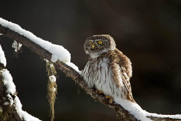 Civetta nana - Pigmy owl (Glaucidium passerinum)