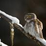 Civetta nana - Pigmy owl (Glaucidium passerinum)