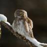 Civetta nana - Pigmy owl (Glaucidium passerinum)